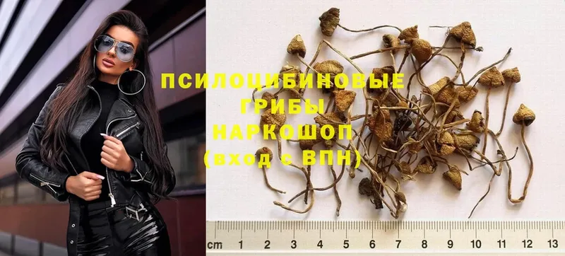 закладки  Калязин  Псилоцибиновые грибы Psilocybe 